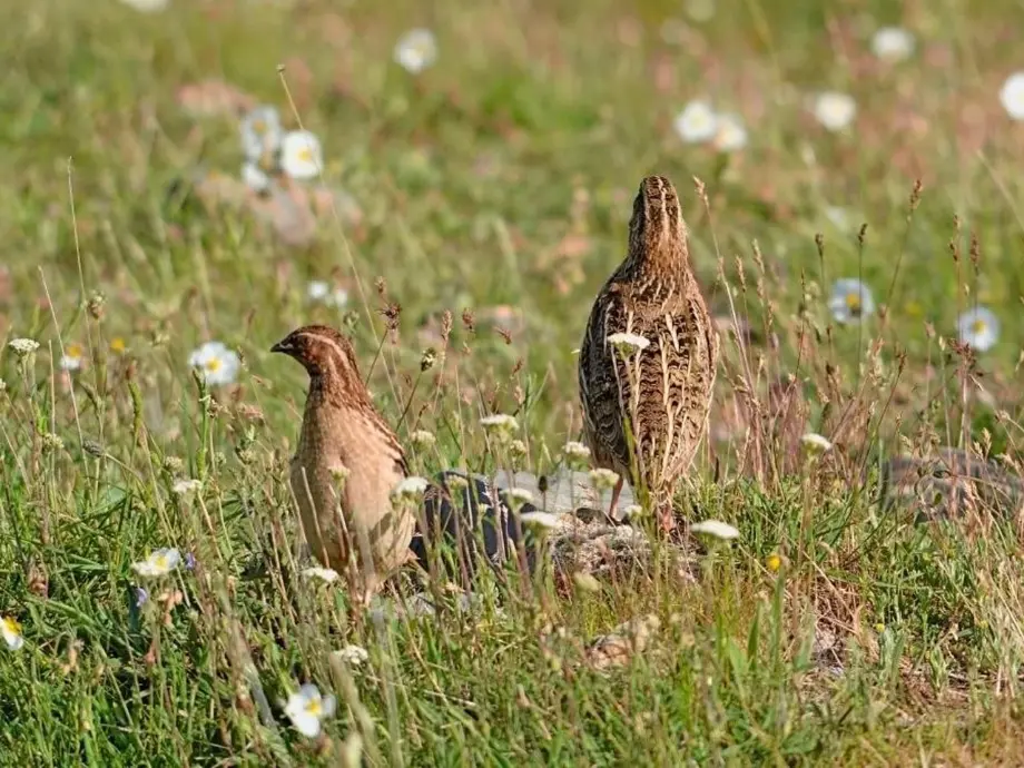Codornices en hábitat natural durante la Media Veda en Castilla-La Mancha zona de Albacete entre flores silvestres