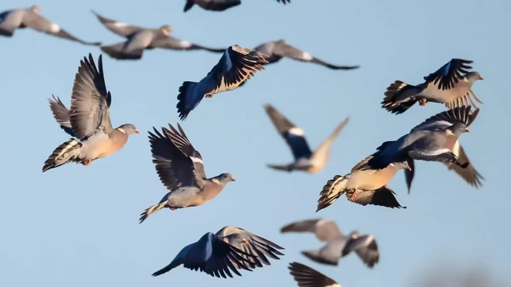 Bandada de palomas torcaces en vuelo durante la temporada de Media Veda en Castilla-LaMancha (Albacete)